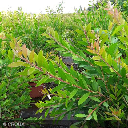 CALLISTEMON laevis