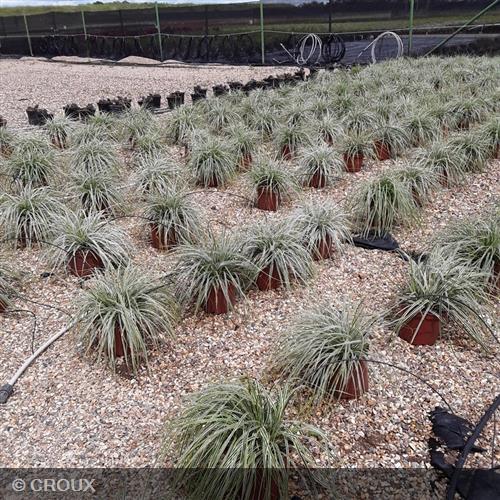 CAREX oshimensis 'Everest'