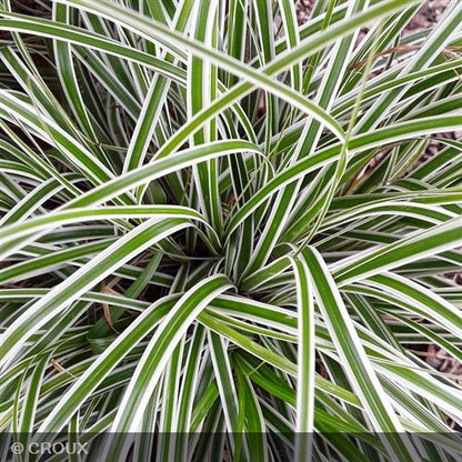 CAREX oshimensis 'Everest'