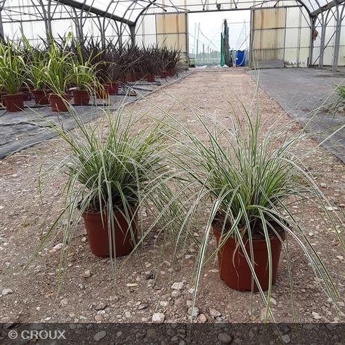 CAREX oshimensis 'Everest'