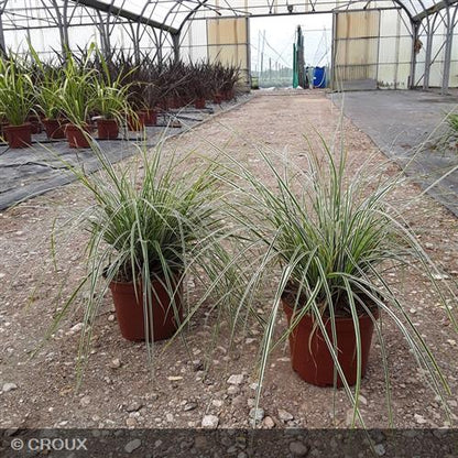 CAREX oshimensis 'Everest'