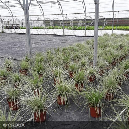 CAREX oshimensis 'Everest'