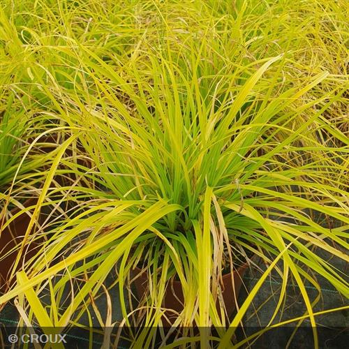 CAREX oshimensis 'Everillo®'
