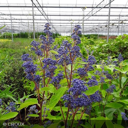 CEANOTHUS x delilianus 'Henri Desfossé'