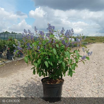 CEANOTHUS x delilianus 'Henri Desfossé'