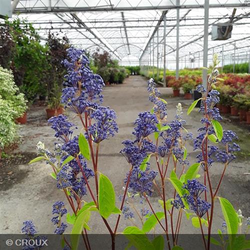 CEANOTHUS x delilianus 'Henri Desfossé'
