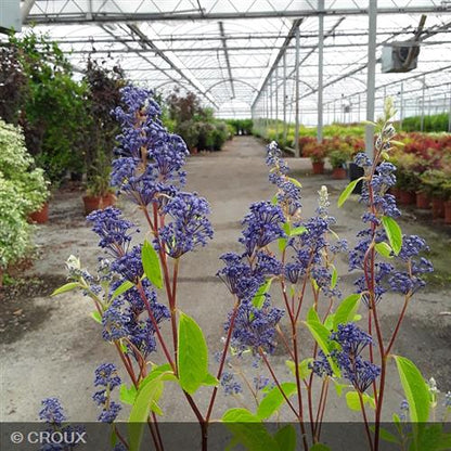 CEANOTHUS x delilianus 'Henri Desfossé'