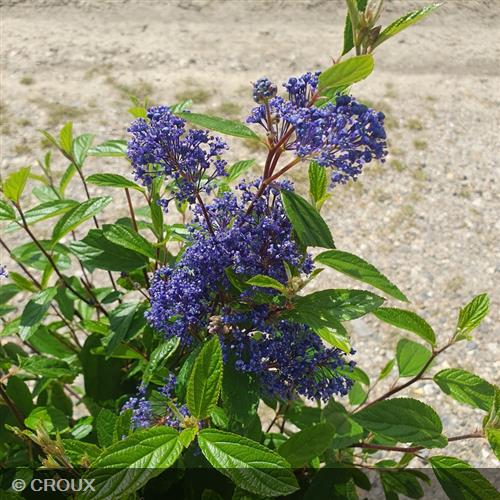 CEANOTHUS x delilianus 'Henri Desfossé'
