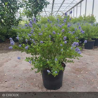 CEANOTHUS thyrsiflorus 'Skylark'