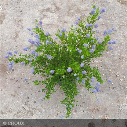 CEANOTHUS thyrsiflorus 'Skylark'