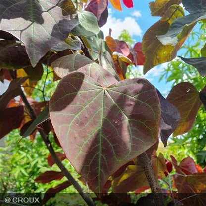 CERCIS canadensis 'Forest Pansy'