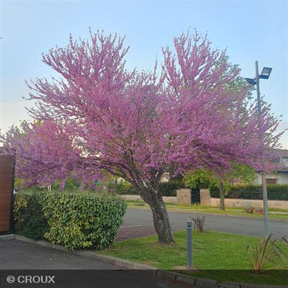 CERCIS siliquastrum