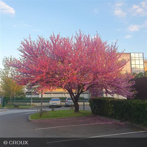 CERCIS siliquastrum