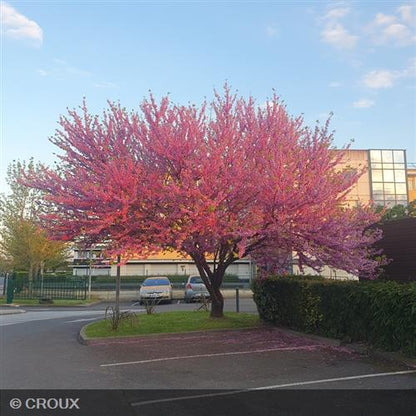 CERCIS siliquastrum