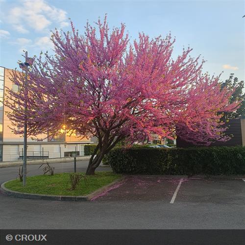 CERCIS siliquastrum