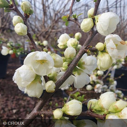 CHAENOMELES x superba 'Jet Trail'