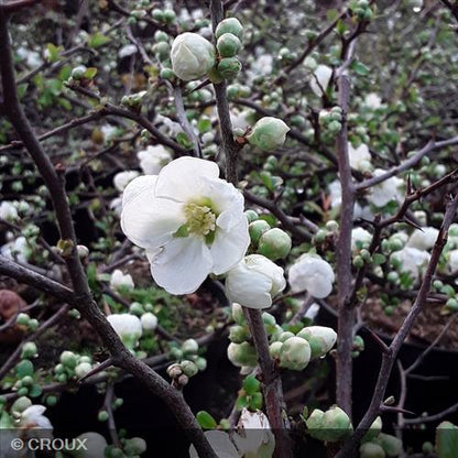 CHAENOMELES x superba 'Jet Trail'