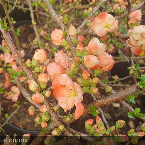 CHAENOMELES x superba 'Orange Trail'