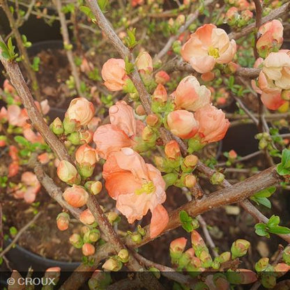 CHAENOMELES x superba 'Orange Trail'