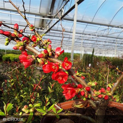 CHAENOMELES x superba 'Red Trail'