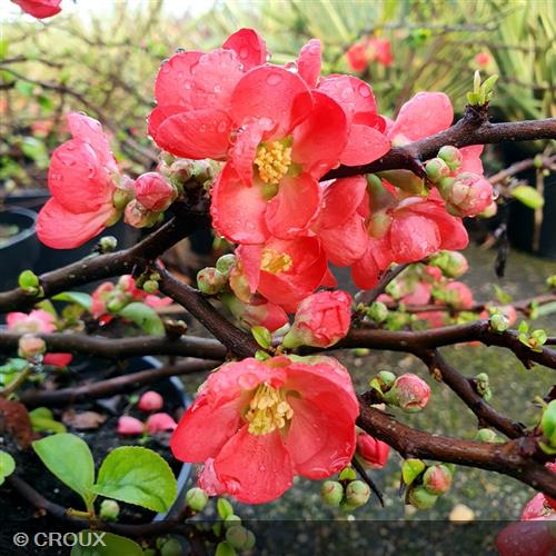 CHAENOMELES x superba 'Red Trail'