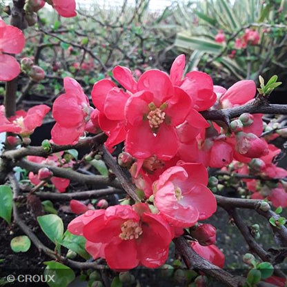 CHAENOMELES x superba 'Red Trail'