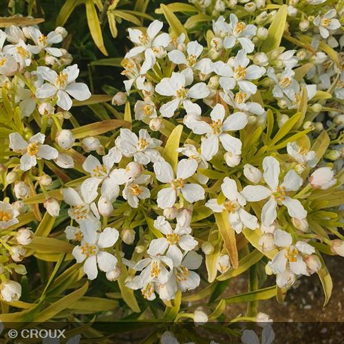 CHOISYA ternata 'Aztec Gold®'