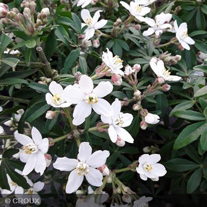 CHOISYA ternata 'Greenfingers® 'Lissfing'