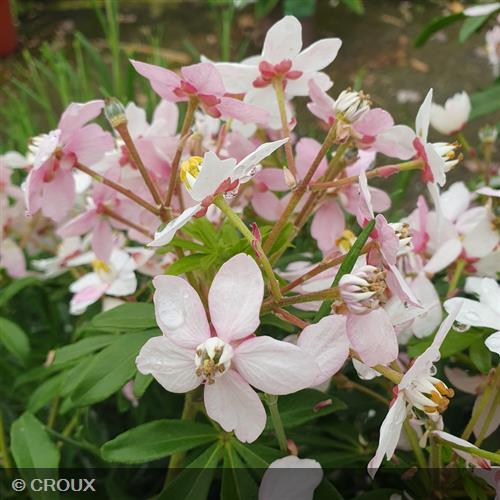 CHOISYA ternata 'Greenfingers® 'Lissfing'