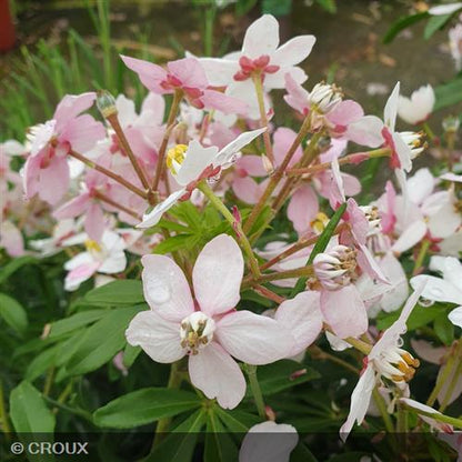 CHOISYA ternata 'Greenfingers® 'Lissfing'