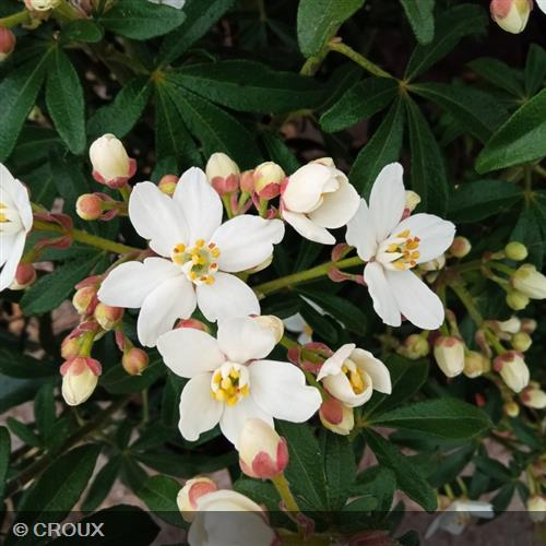 CHOISYA ternata 'Greenfingers® 'Lissfing'