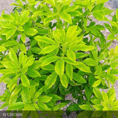 CHOISYA  ternata 'Sundance® Lich'