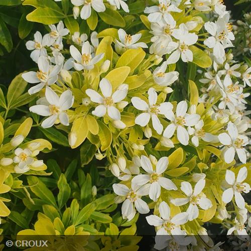 CHOISYA  ternata 'Sundance® Lich'