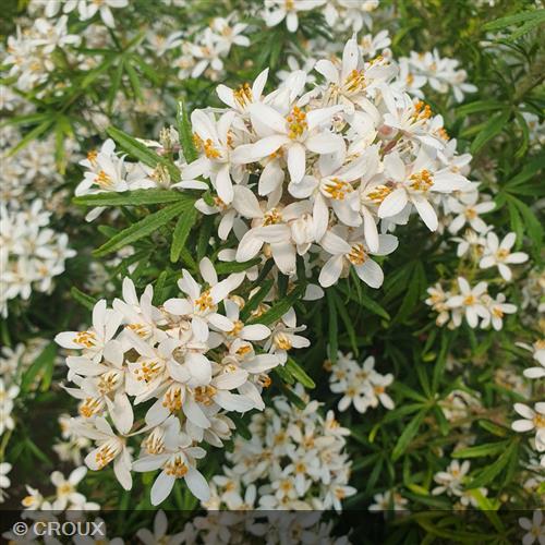 CHOISYA ternata 'White Dazzler®'