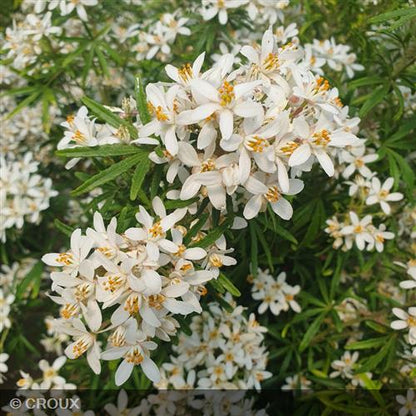 CHOISYA ternata 'White Dazzler®'