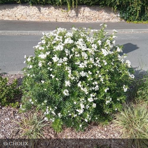 CHOISYA ternata 'White Dazzler®'