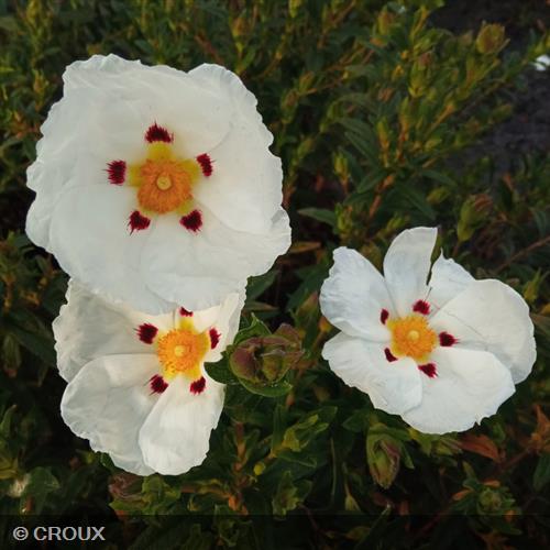 CISTUS x loretii
