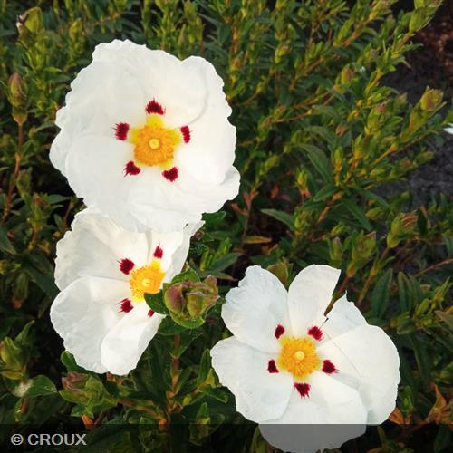 CISTUS x loretii