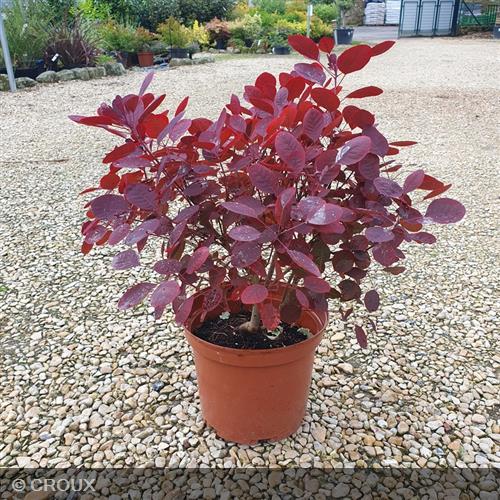 COTINUS coggygria 'Lilla®'
