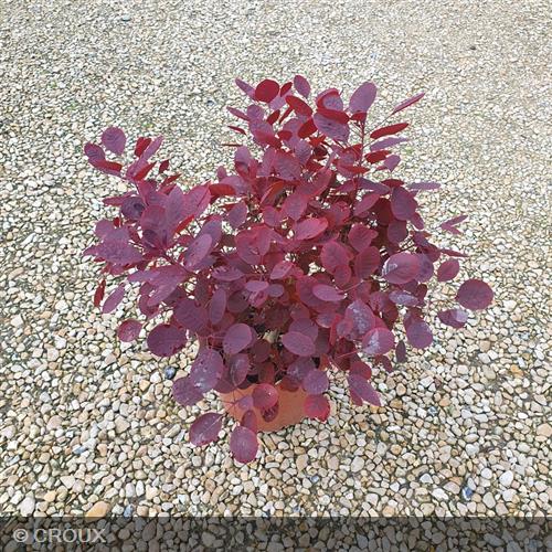 COTINUS coggygria 'Lilla®'