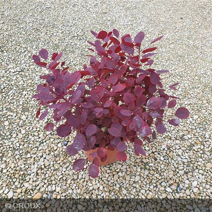 COTINUS coggygria 'Lilla®'