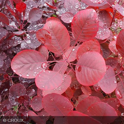COTINUS coggygria 'Lilla®'