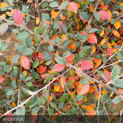 COTONEASTER franchetii