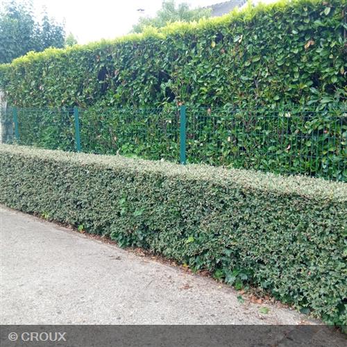 COTONEASTER franchetii