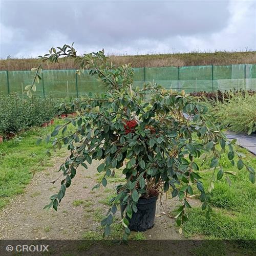 COTONEASTER lacteus