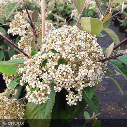 COTONEASTER lacteus