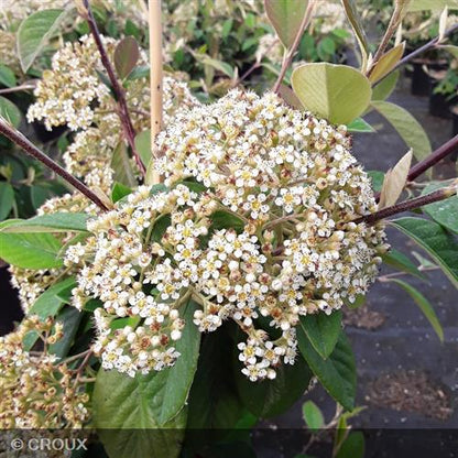 COTONEASTER lacteus