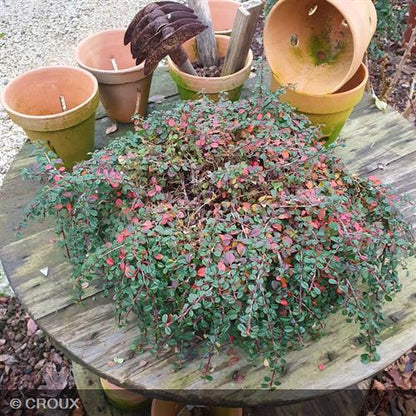 COTONEASTER microphyllus 'Streib's Findling'