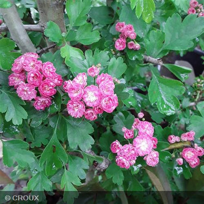 CRATAEGUS laevigata 'Paul's Scarlet'