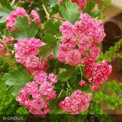 CRATAEGUS laevigata 'Paul's Scarlet'